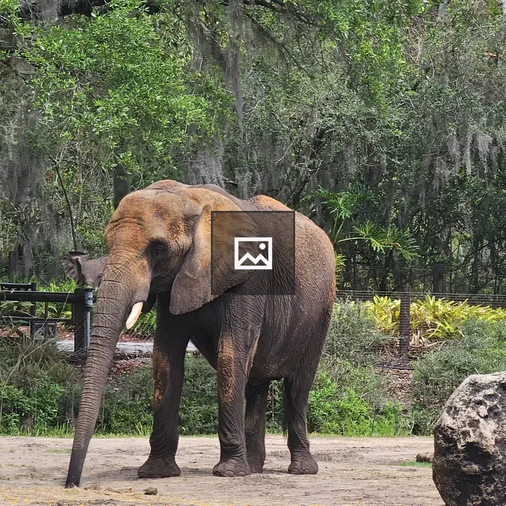 Adult elephant in sandy clearing