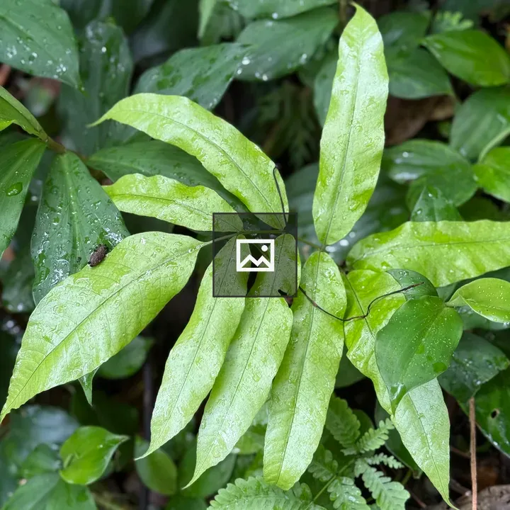 Small plant with green leaves