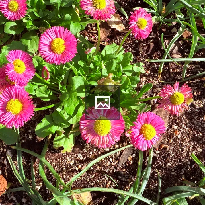 Cluster of pink flowers in garden