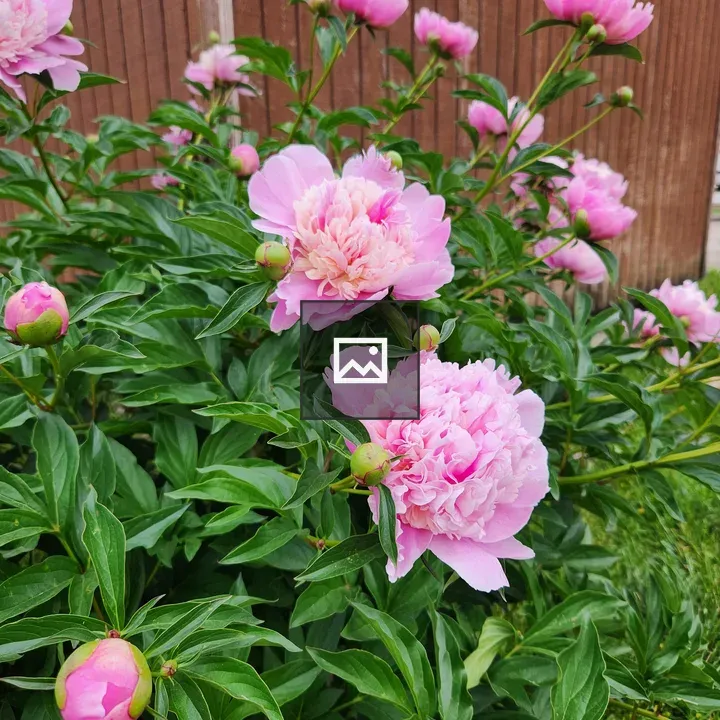 Pink Peonies