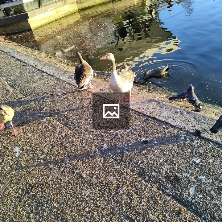 Birds by the water edge