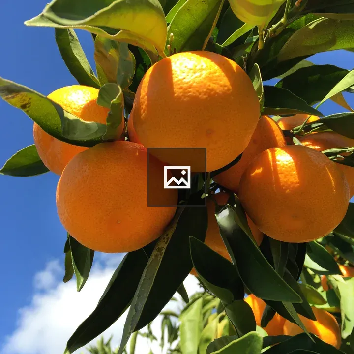 Three Satsuma mandarins