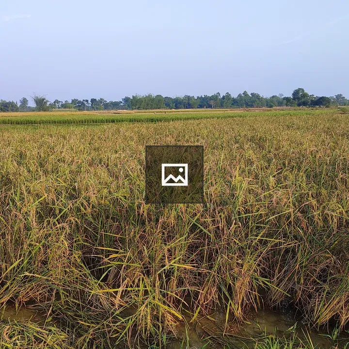 Golden rice field panorama