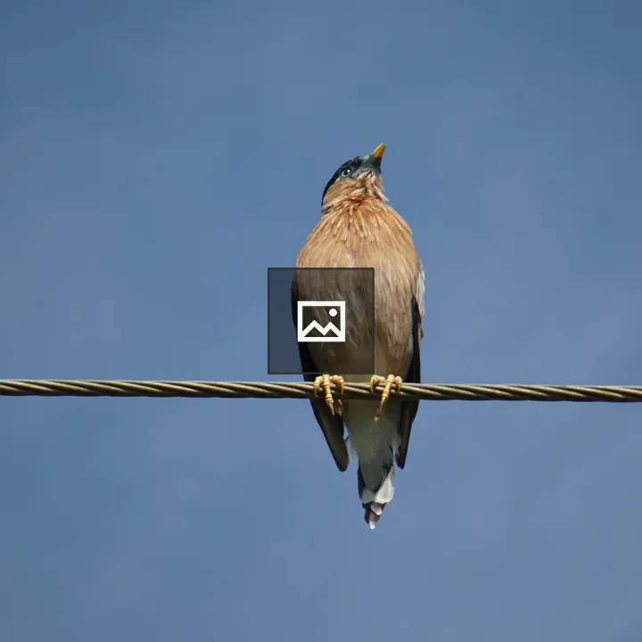 Bird on a Wire
