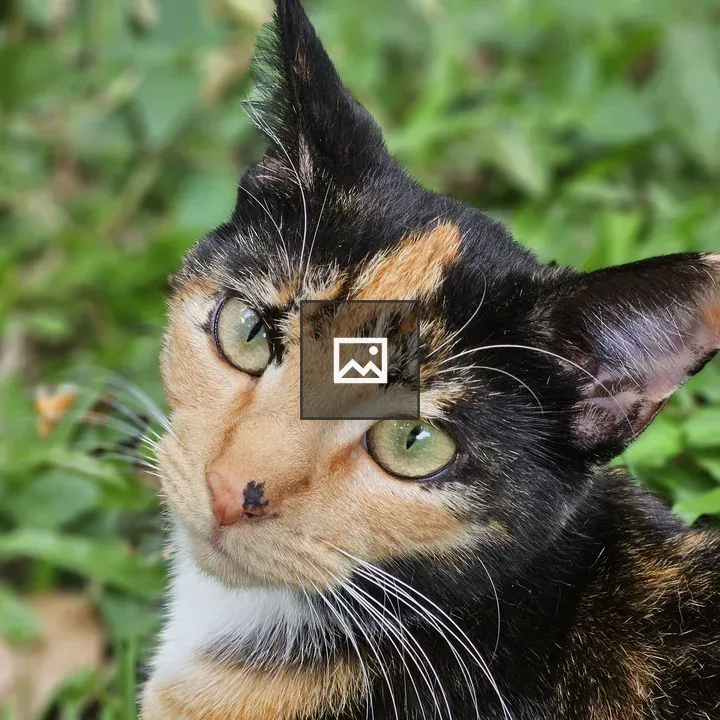 Calico cat close-up