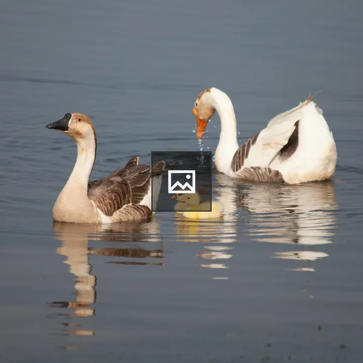 Chinese Goose