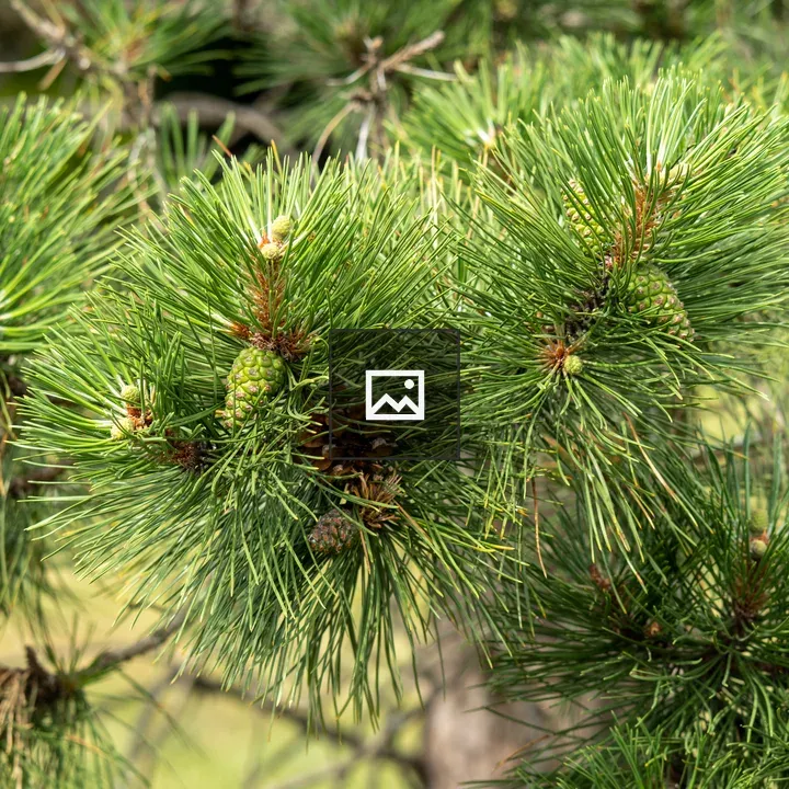 New growth pine cone