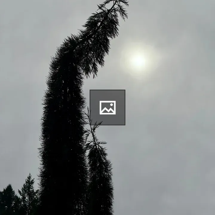 Tall conifer against cloudy sky