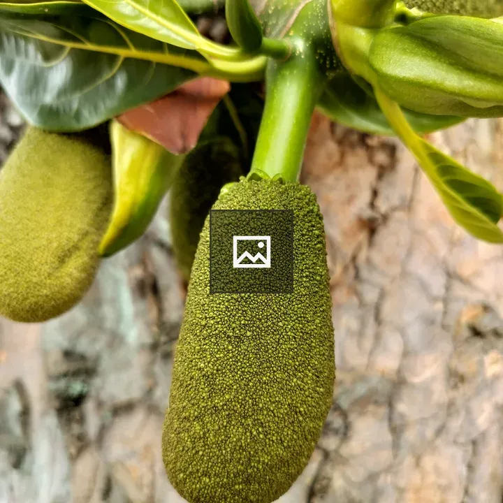 Green jackfruit on branch
