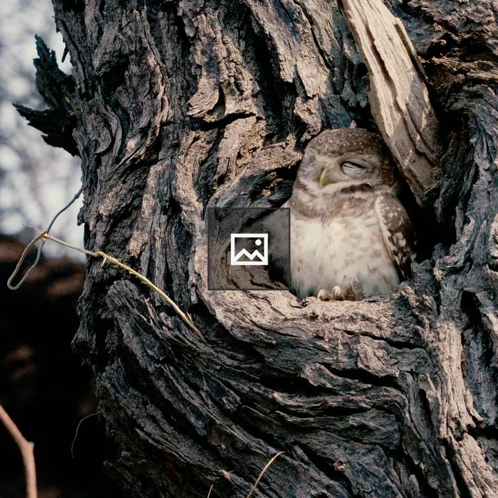 Owl on a Tree Branch