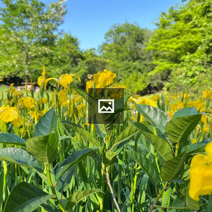 Yellow irises blooming