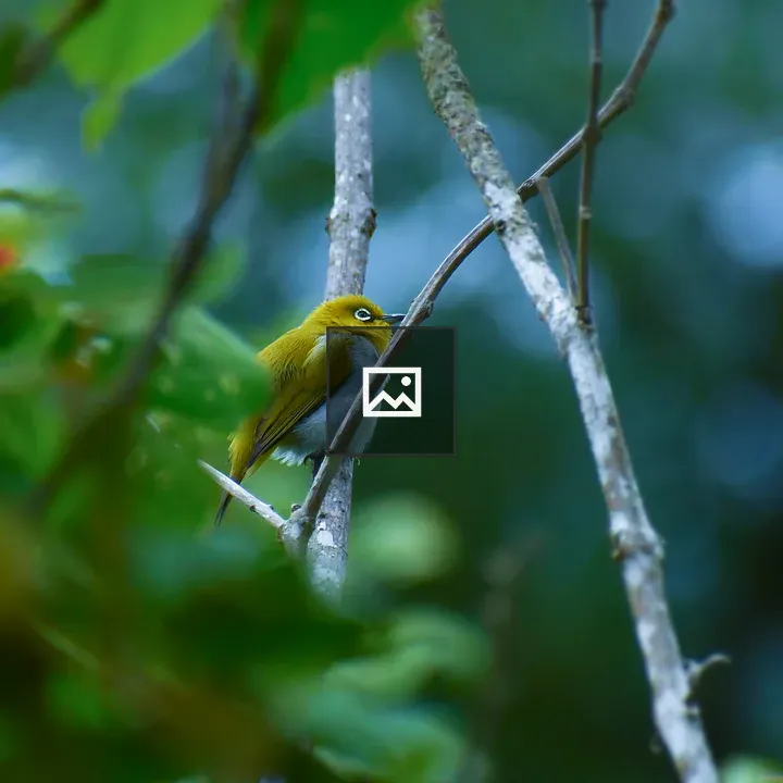 Common White Eye bird