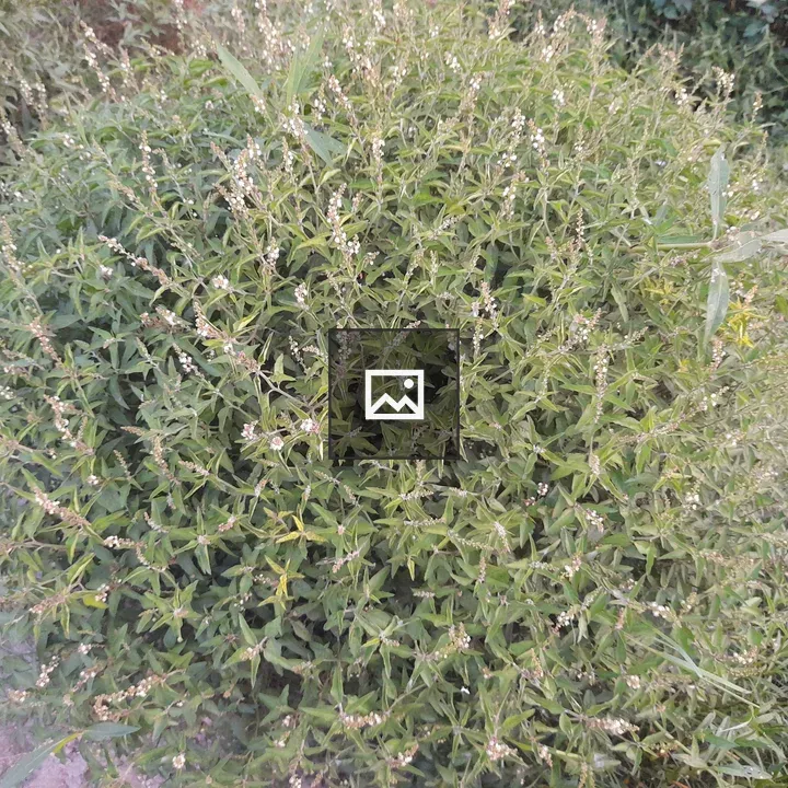 White flower in green bush