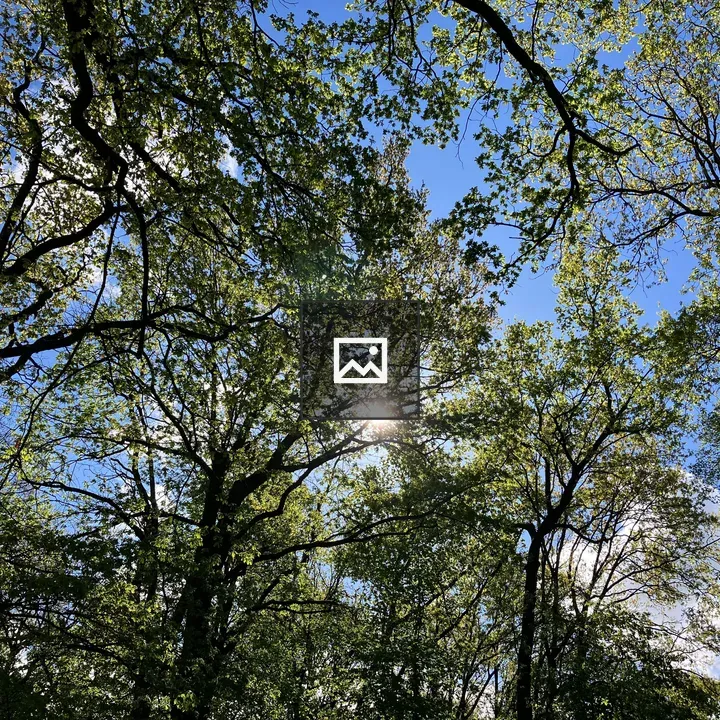 Sun Between Trees