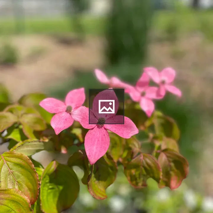 Portrait of pink Kousa dogwood blossoms