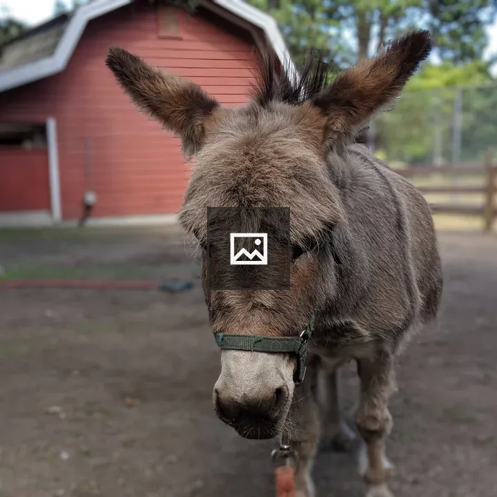 Donkey in Beacon Hill Park