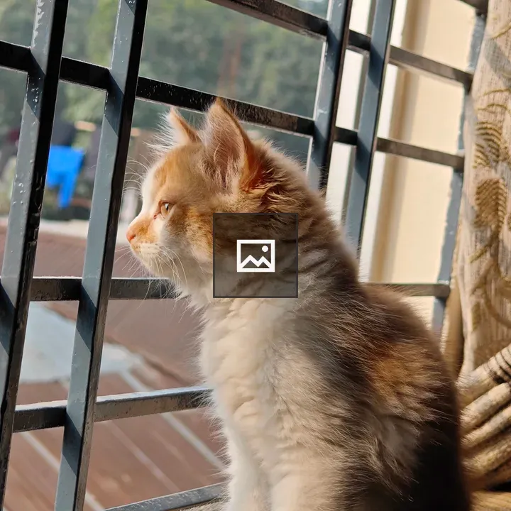 Fluffy cat on windowsill