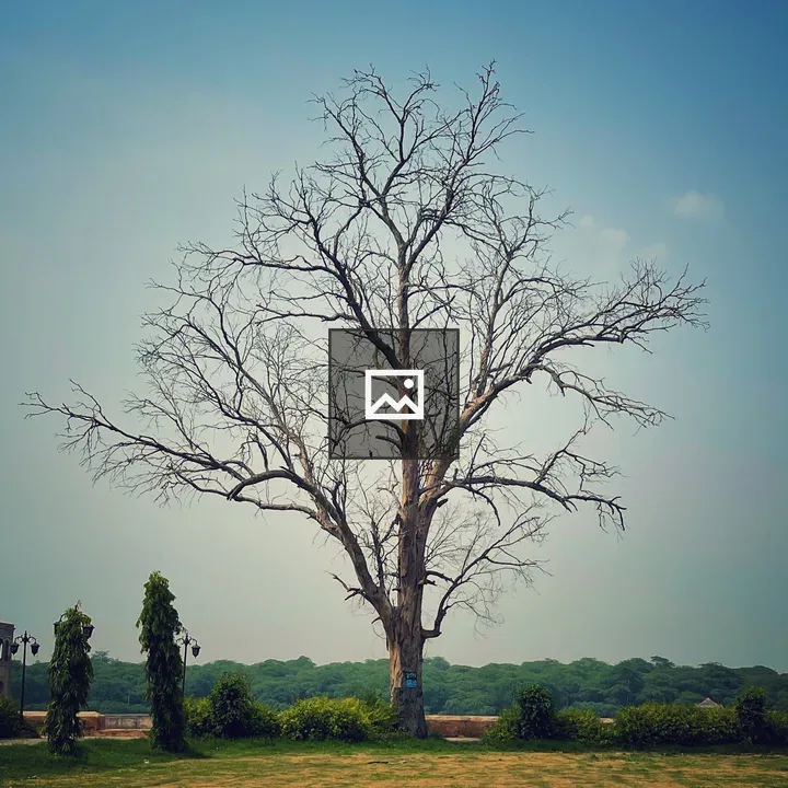 Hiran Minar Park Tree Landscape