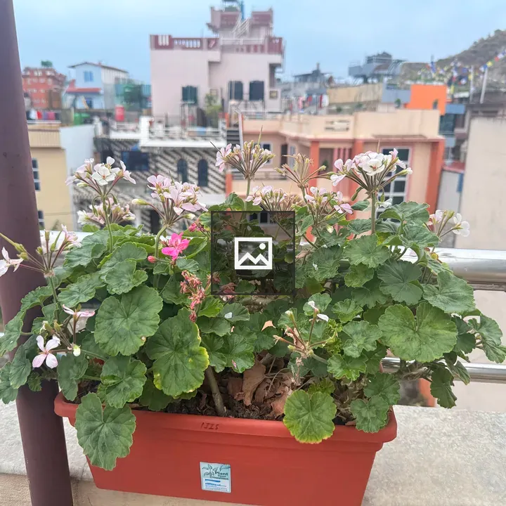 Potted plant on balcony railing