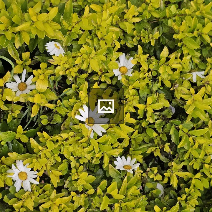 Cluster of Leaves with Daisies