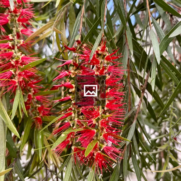 Bottlebrush Flowers Close-Up