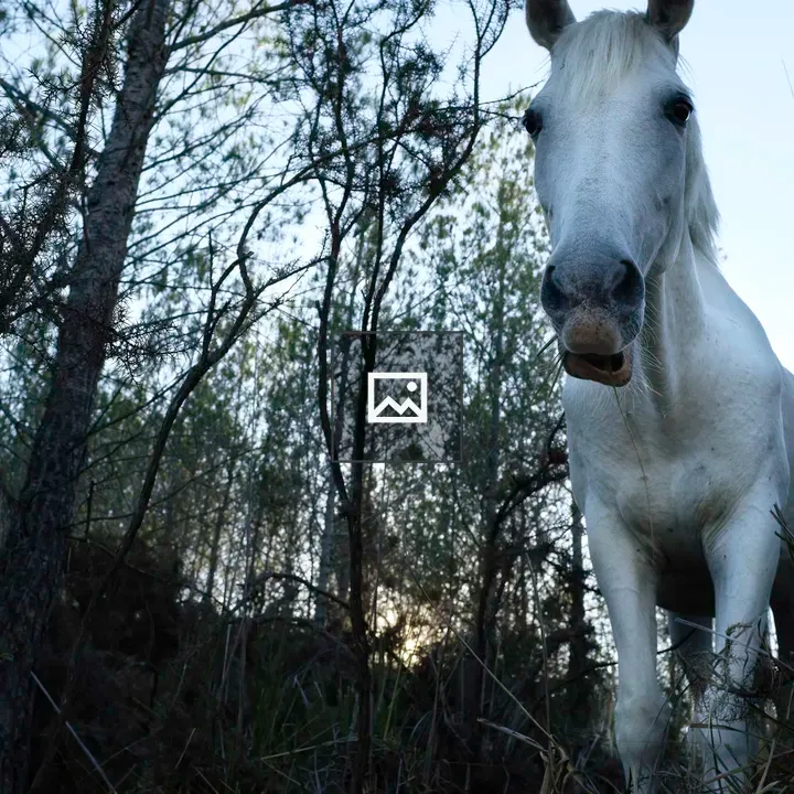 White horse in serene forest
