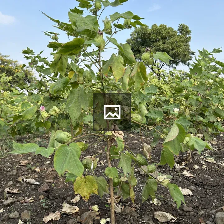 Cotton tree in a farm