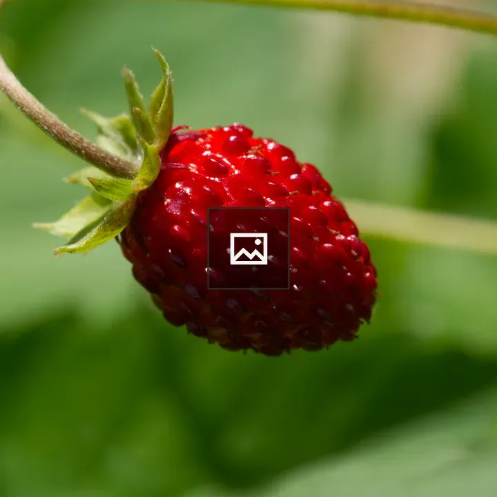 Strawberry in Shadow