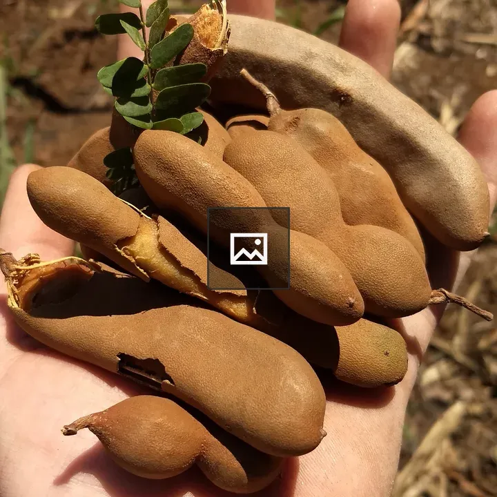 Tamarind Pods in Hand