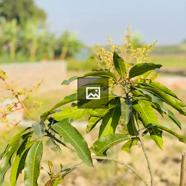 Mango Tree with Leaves and Buds
