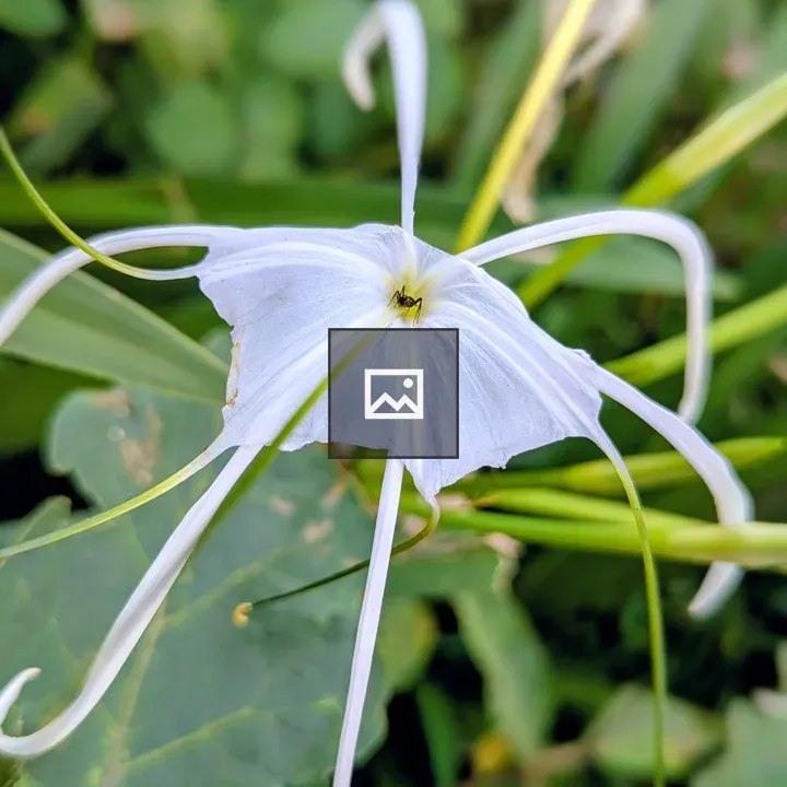 Spider Lily Close-up
