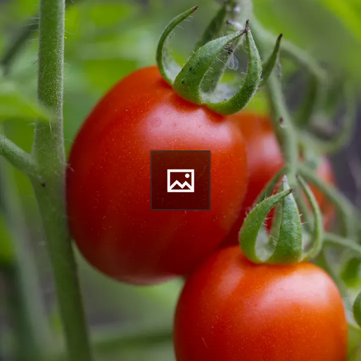 Ripe tomatoes on the vine
