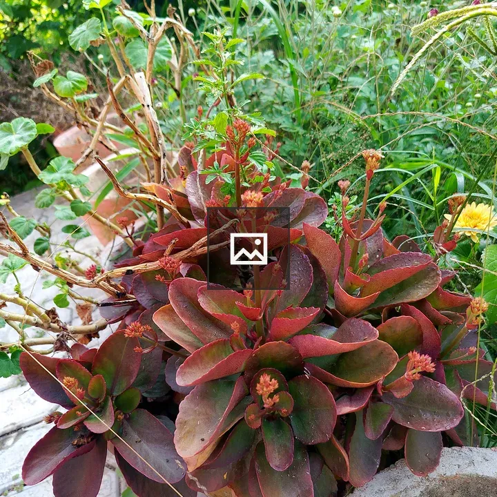Succulent Plant Cluster