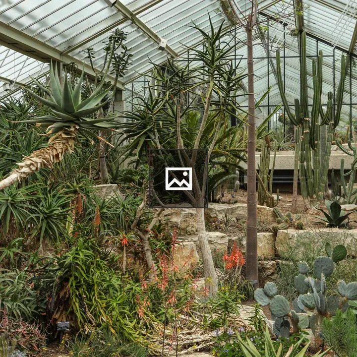 Succulents and cacti in glass conservatory