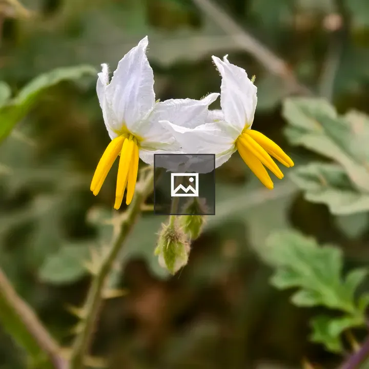 Close-up White Flower with Yellow Stamens