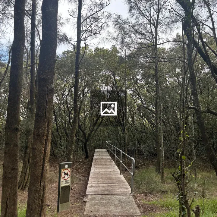 Wooden bridge at forest edge