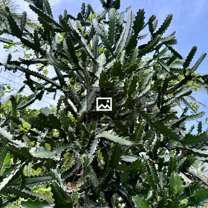 Tall blue-green cactus