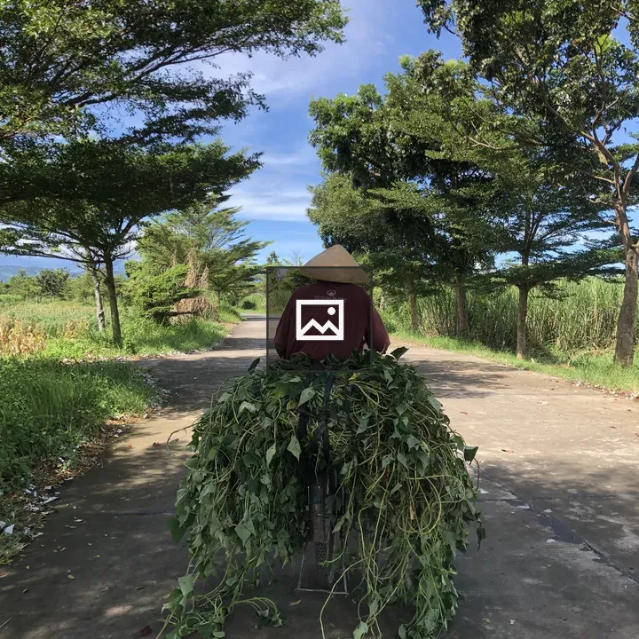 Harvest on Asphalt