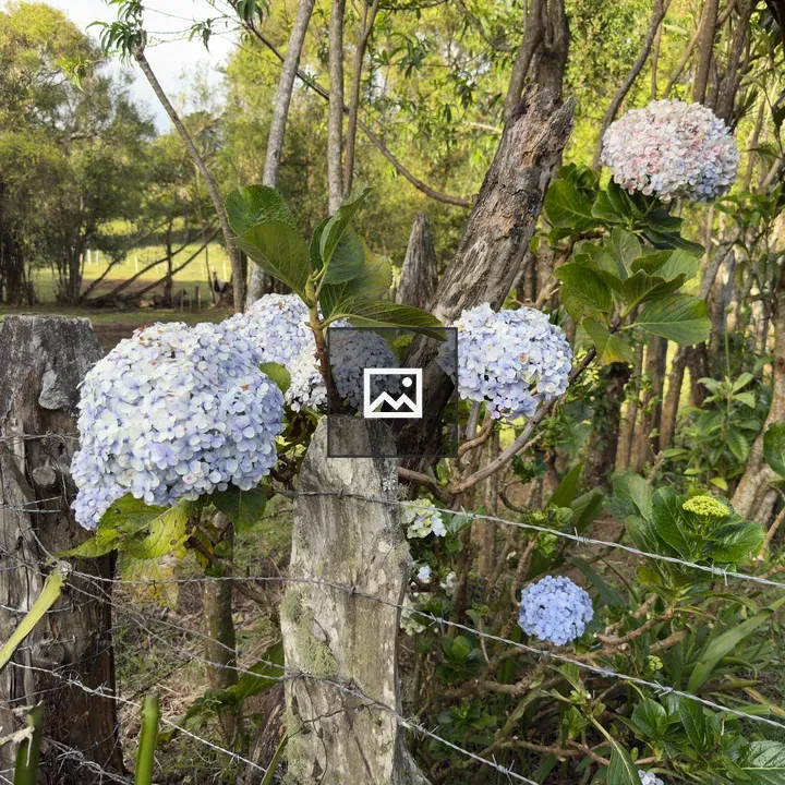 Blooming hydrangeas along fence