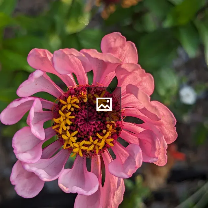 Light pink zinnia flower