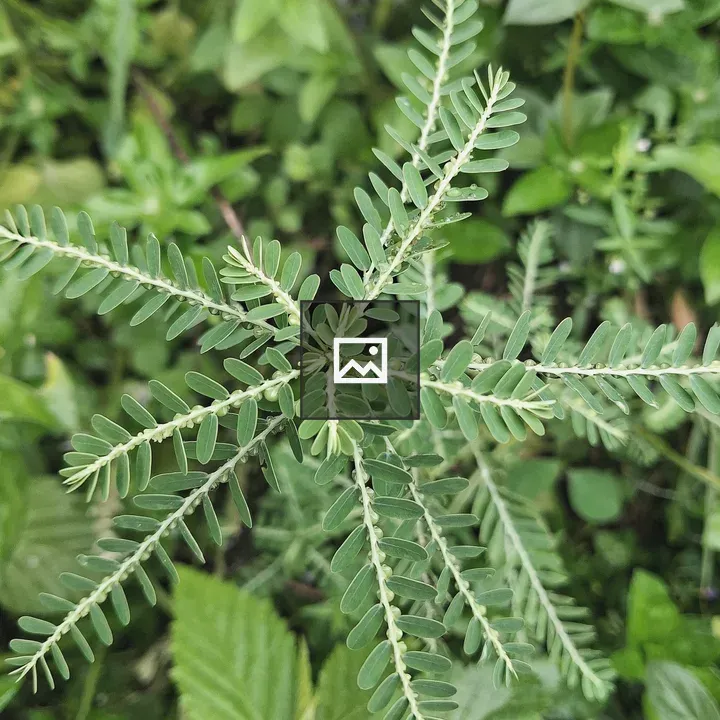 Phyllanthus plant