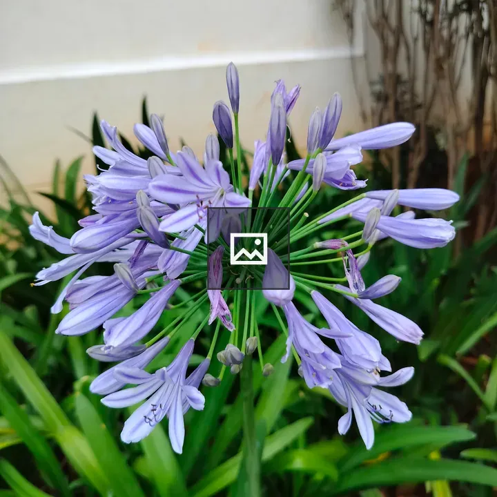 Blue Bell Flowers Close Up