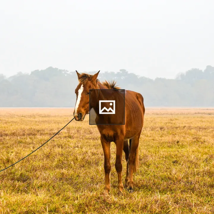 Brown horse in grassy field