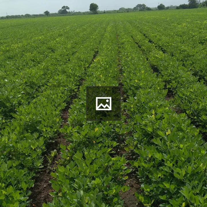 Field of young crops in rows