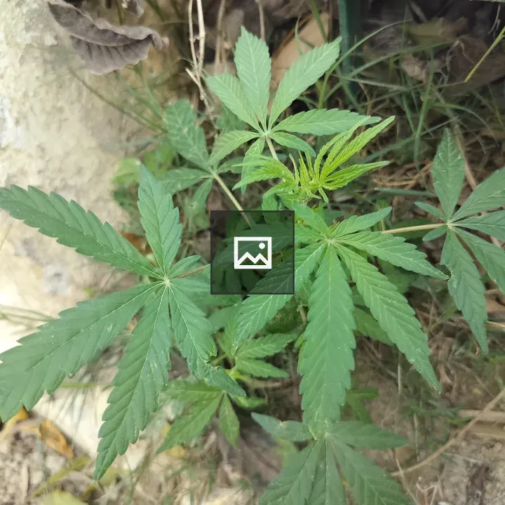 Young cannabis plant in soil