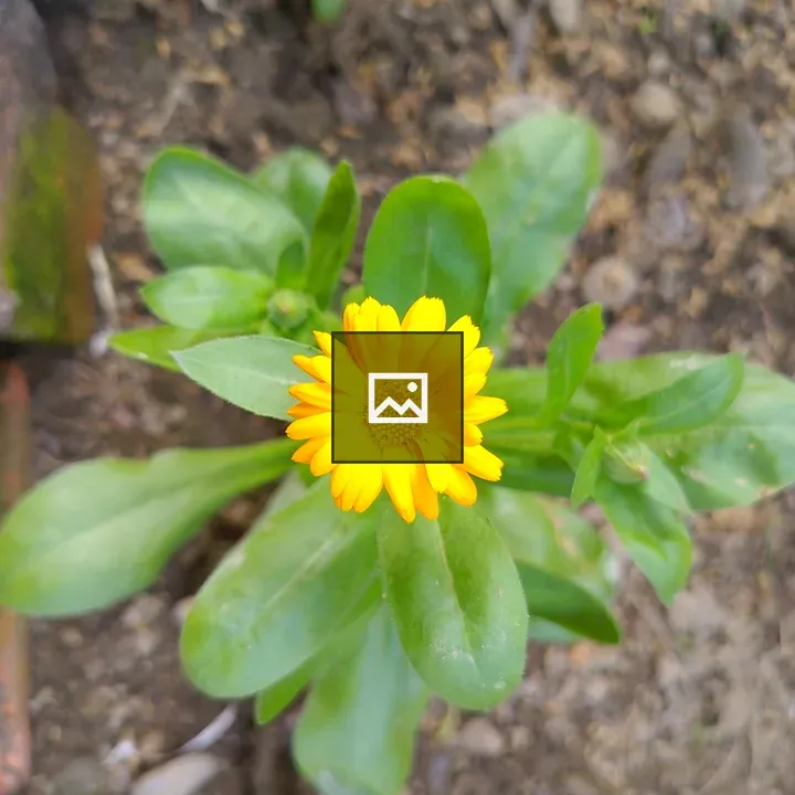Bright yellow flower in garden