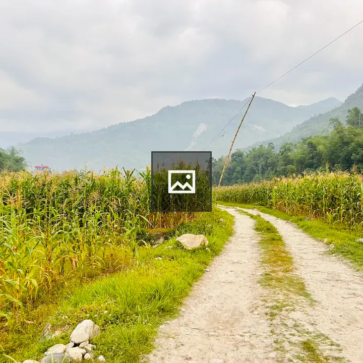 Maize Field and Road View