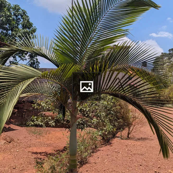 Young palm tree in dry soil