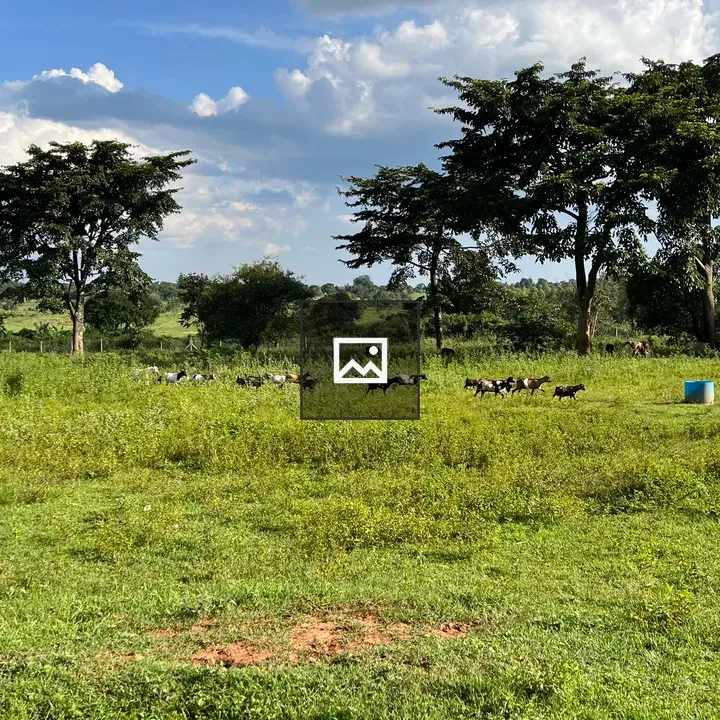 Goats in a Green Field