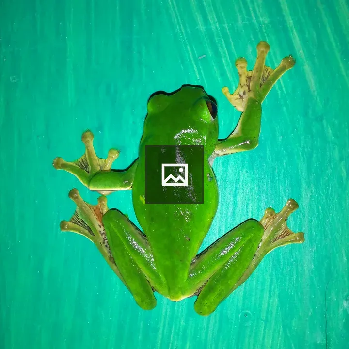 Green frog on turquoise surface